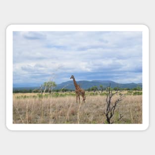 African Giraffe Sticker